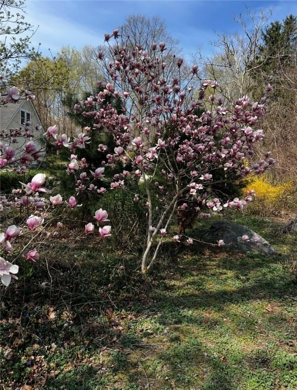 8001 Post Rd, North Kingstown, RI 02852 - view of local wilderness