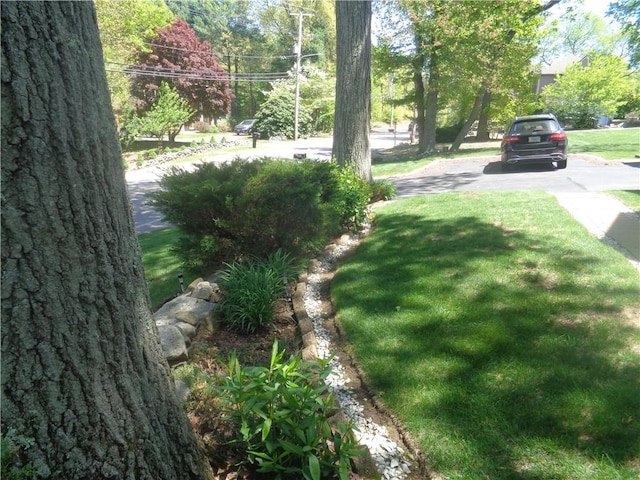 view of green lawn
