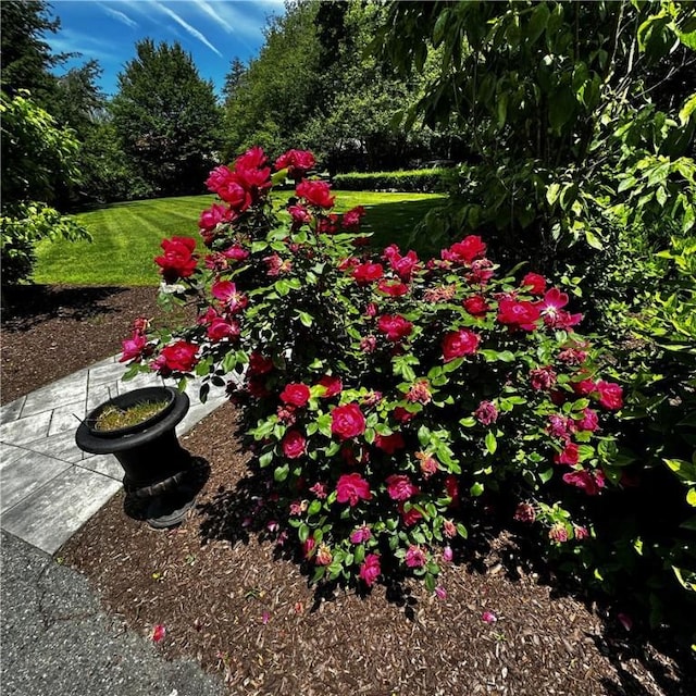 446 Bellevue Ave Unit 6, Newport, RI 02840 - view of green lawn