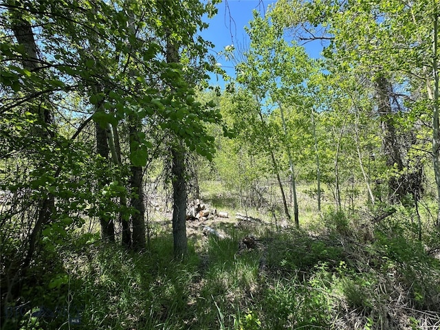 view of local wilderness