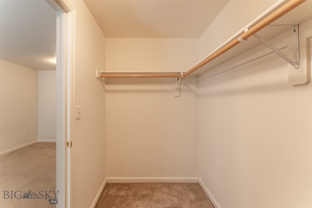 walk in closet with carpet flooring