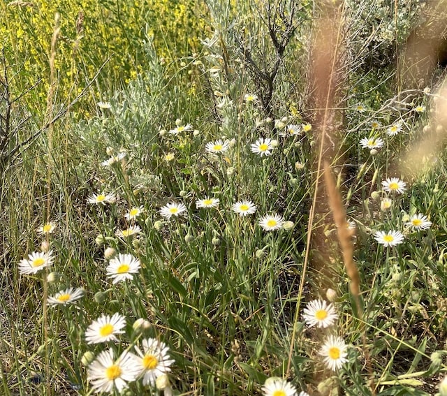 TBD Cottonwood Bench Rd, Clyde Park, MT 59018