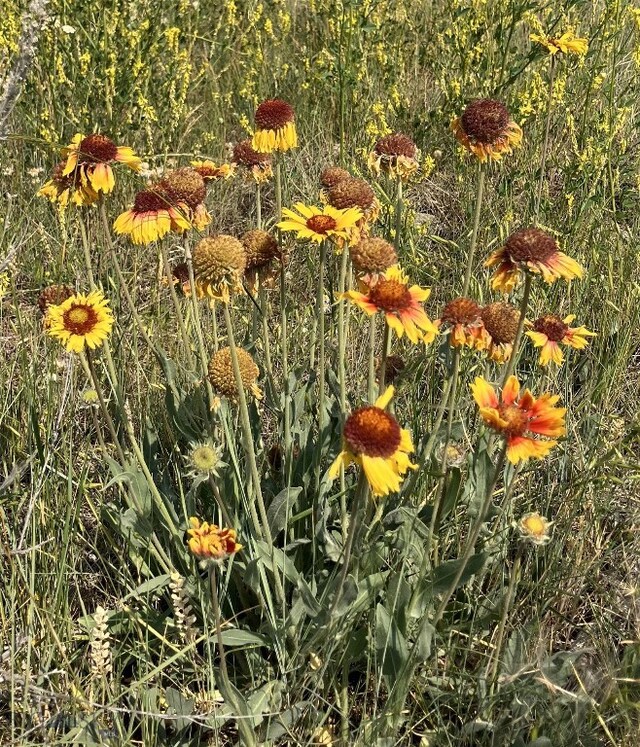 TBD Cottonwood Bench Rd, Clyde Park, MT 59018