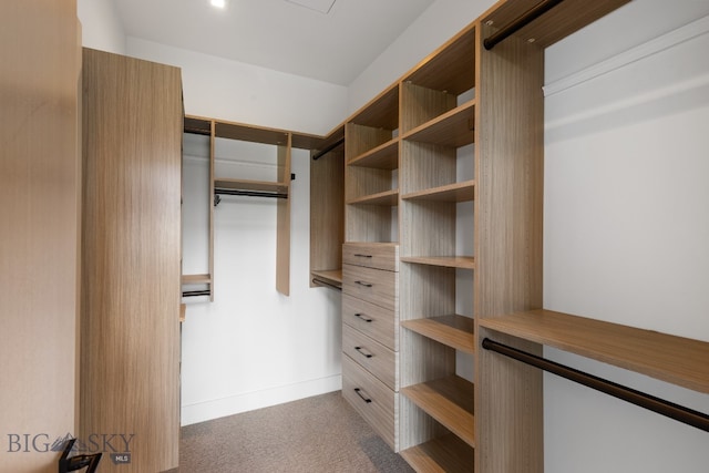 walk in closet featuring carpet floors