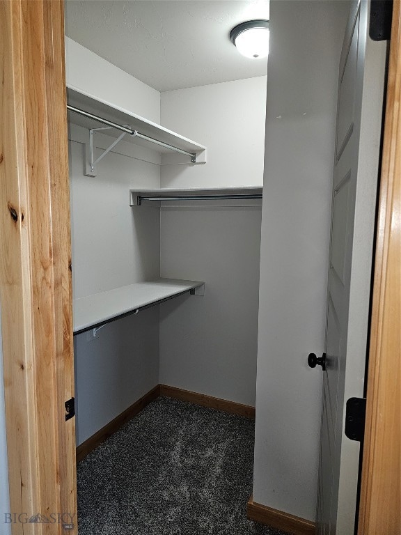 walk in closet featuring carpet flooring