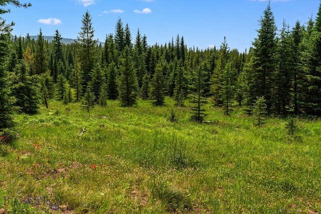 view of local wilderness