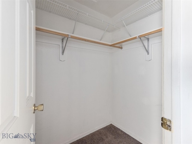 spacious closet featuring carpet