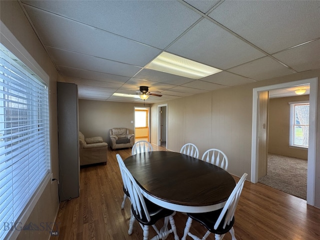 dining room featuring dark wood-type flooring, a drop ceiling, and ceiling fan