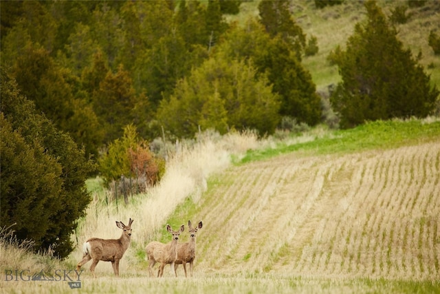 view of local wilderness featuring a rural view