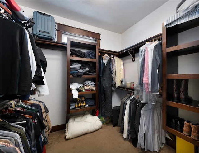 walk in closet with carpet flooring