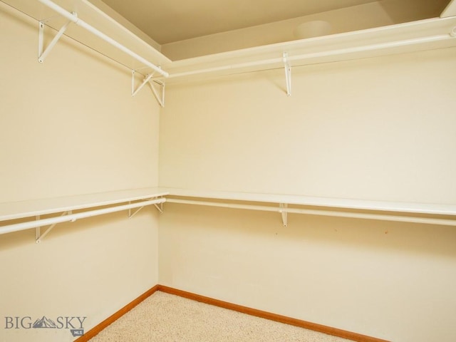 spacious closet featuring carpet flooring