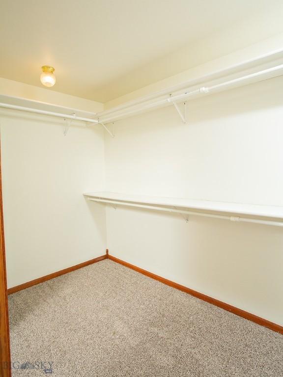 walk in closet featuring carpet floors