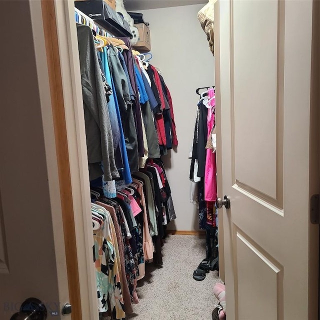 walk in closet with carpet floors