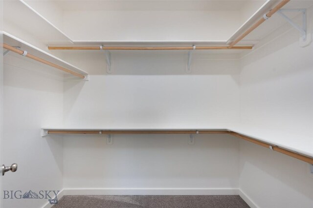 spacious closet with carpet flooring