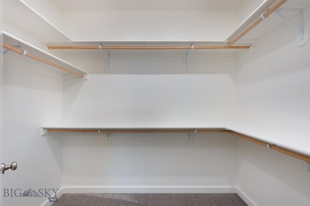 walk in closet featuring carpet floors