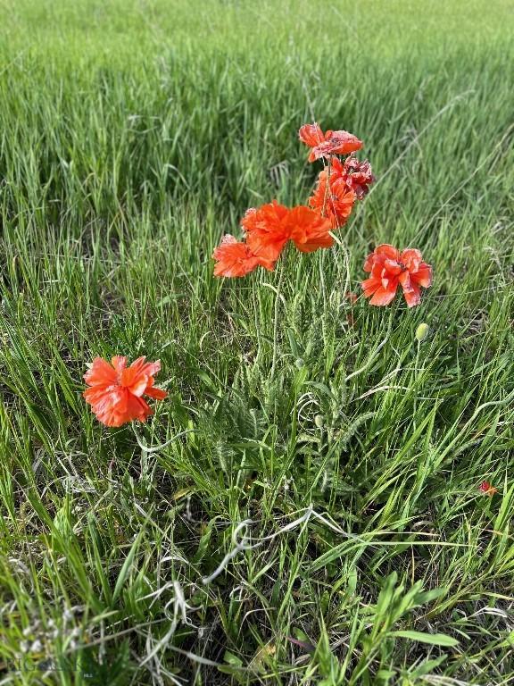 TBD Johnson Rd, Bozeman, MT 59718