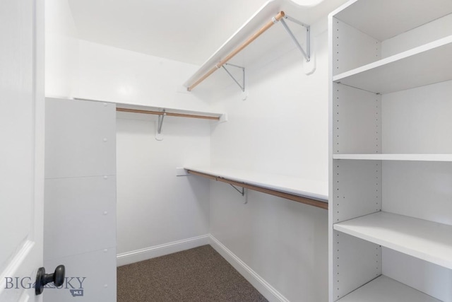 spacious closet featuring carpet floors