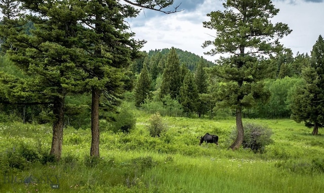 view of local wilderness