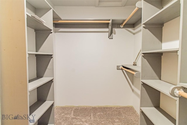 walk in closet featuring carpet flooring