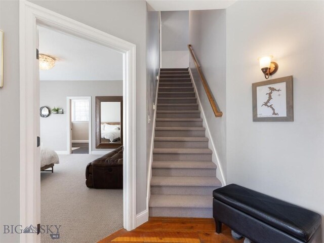 staircase featuring carpet floors