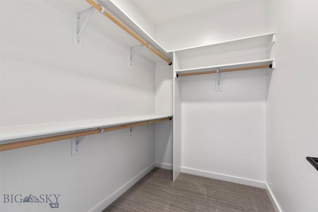 spacious closet featuring carpet