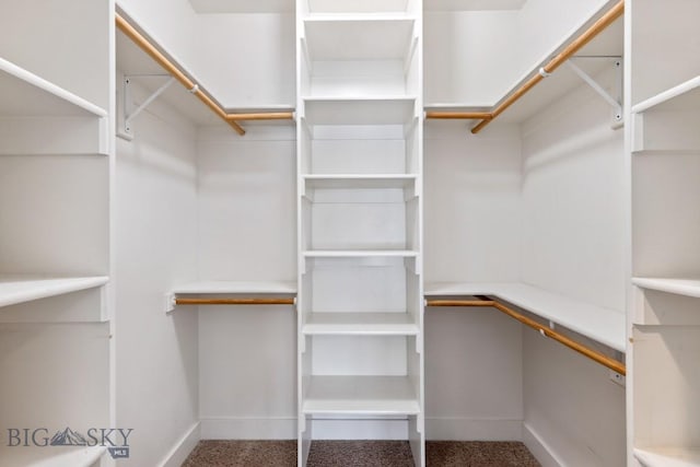 spacious closet with carpet floors