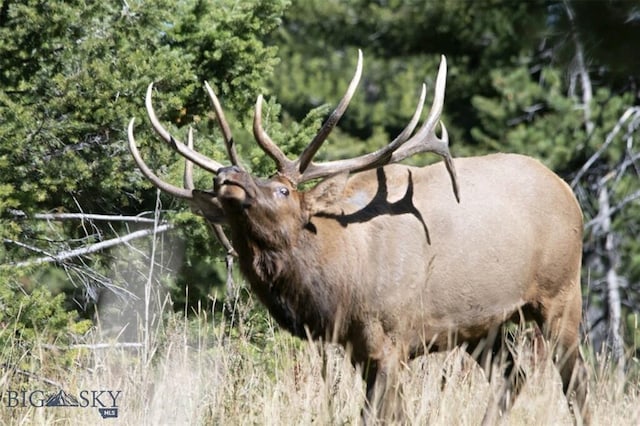 770 Mountain Moose Rd, Bozeman, MT 59715 - exterior view