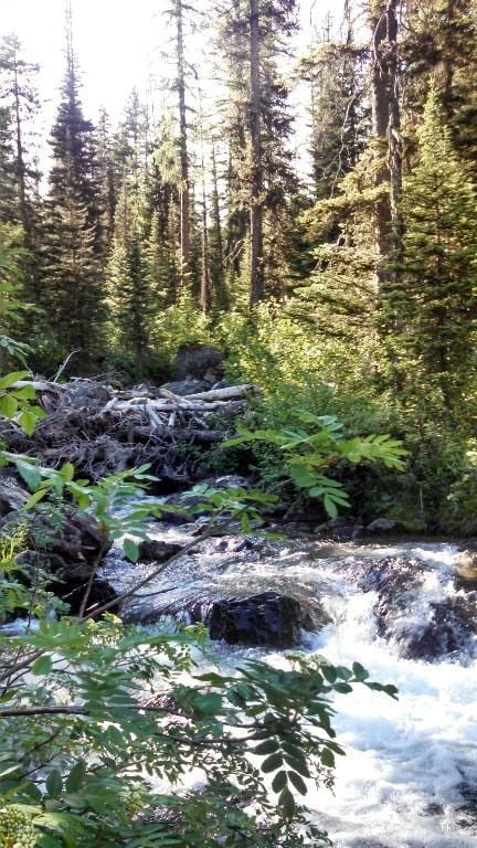 view of nature with a forest view