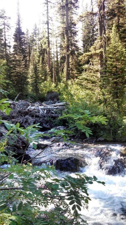 7385 Mt Highway 83, Condon, MT 59826 - view of wooded area
