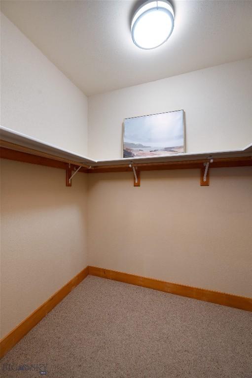 walk in closet with carpet flooring