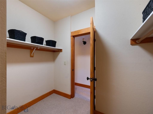 walk in closet featuring carpet flooring