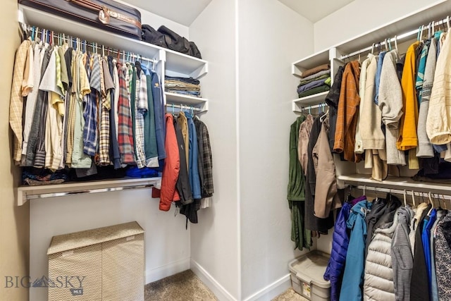 spacious closet featuring carpet flooring