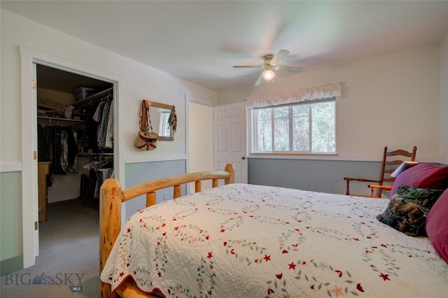 carpeted bedroom featuring a walk in closet, a ceiling fan, and a closet