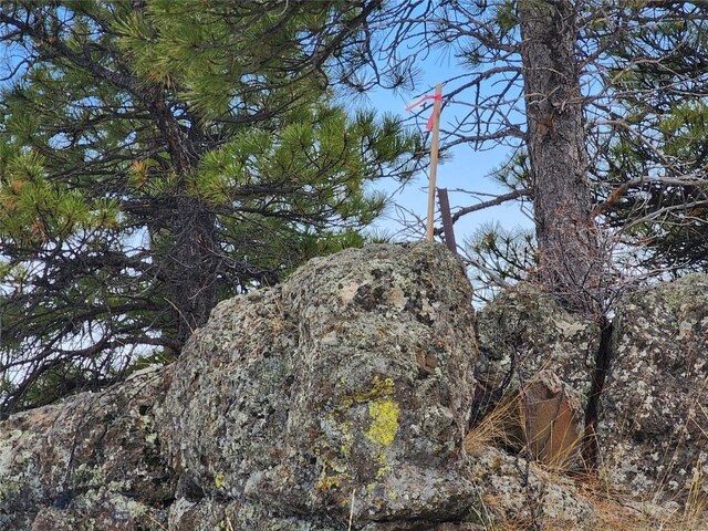 view of local wilderness
