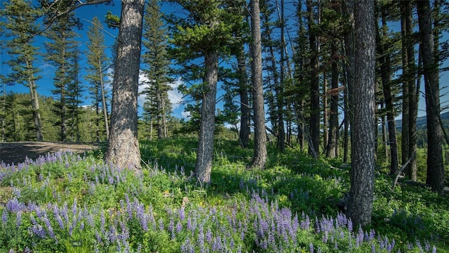 11310 Taiga Trl, Bozeman, MT 59715 - view of woods