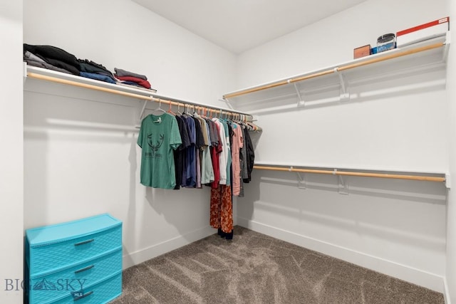 walk in closet featuring carpet