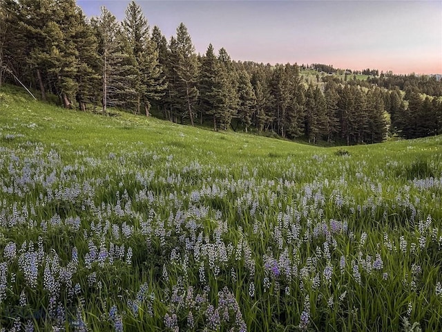 nature at dusk featuring a forest view