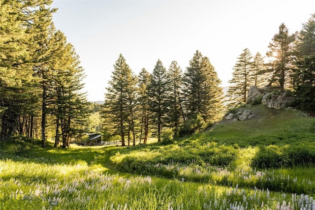 view of woods