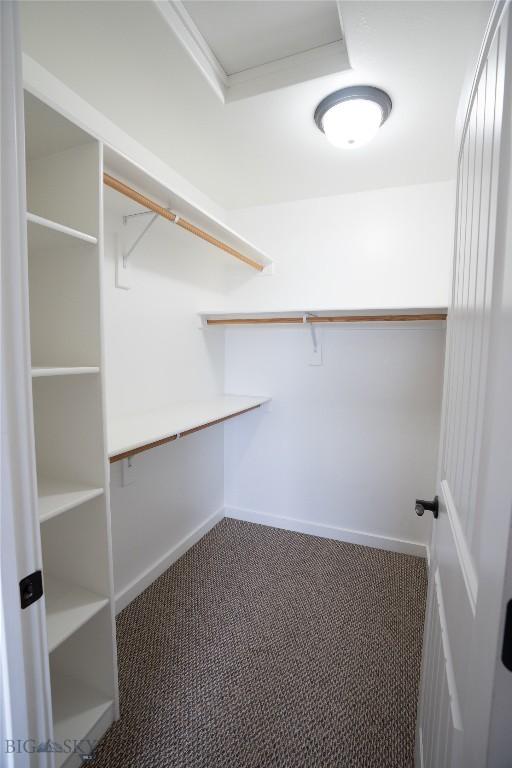 walk in closet featuring carpet floors