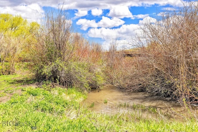 view of local wilderness