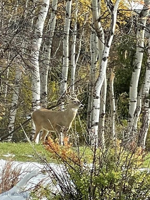TBD Spring Creek Dr, Bozeman, MT 59715