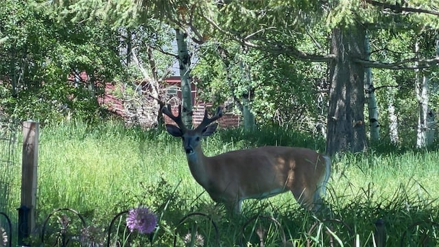 TBD Spring Creek Dr, Bozeman, MT 59715