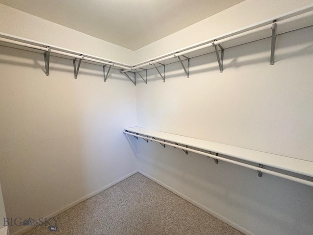 spacious closet featuring carpet flooring