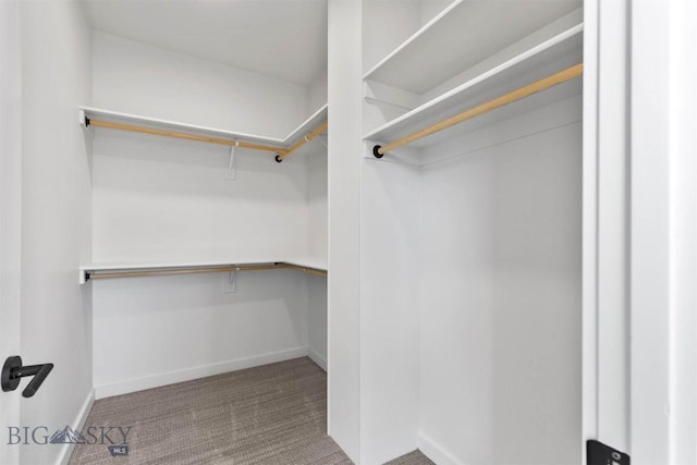 spacious closet with carpet flooring