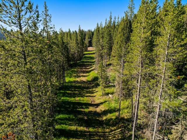 view of woods
