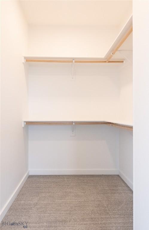 walk in closet featuring carpet floors