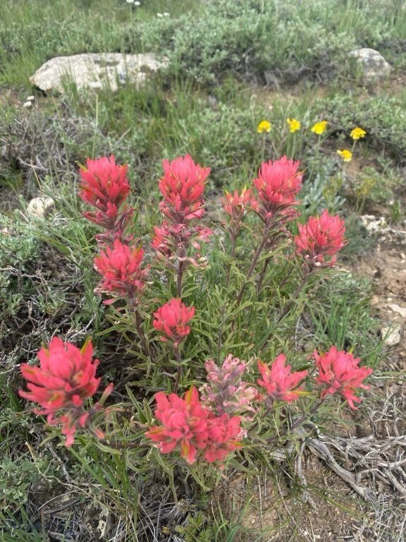 NHN Bighorn Canyon Rd, Bridger, MT 59014