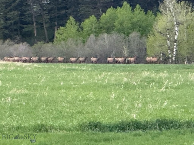 2178 Little Bear Rd, Gallatin Gateway, MT 59730 - view of yard with a view of trees