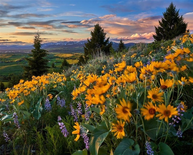 65 Triple Tree Ln, Bozeman, MT 59715 - mountain view