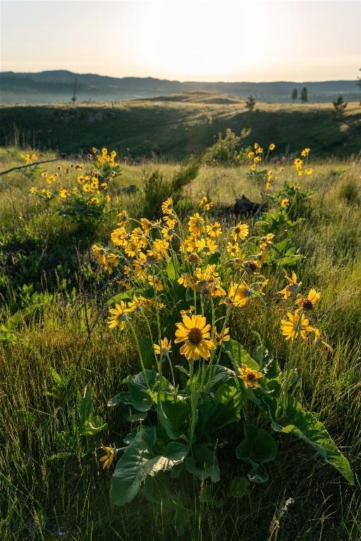 151 Big Clearing Rd, Roundup, MT 59072